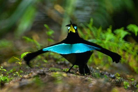 天堂鳥 鳥類|唯「舞」獨尊的新種天堂鳥《國家地理》雜誌